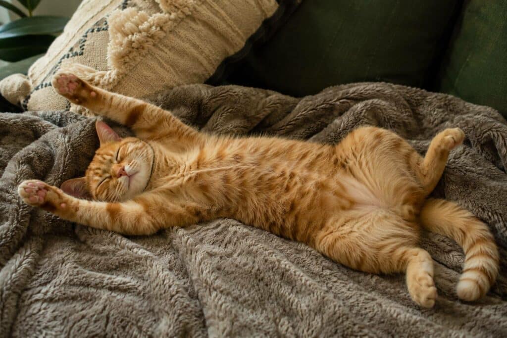 Sleep Like a Cat: The Science Behind the Purrfect Sleep Position Sleep Like A Cat. The Science Behind the Purrfect Sleep Position 2