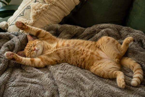Sleep Like A Cat. The Science Behind the Purrfect Sleep Position 2