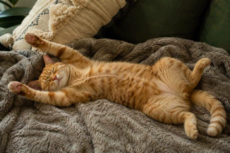 Sleep Like A Cat. The Science Behind the Purrfect Sleep Position 2